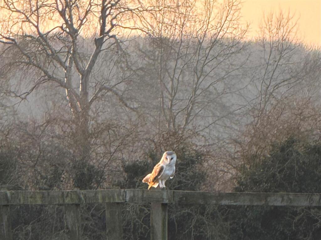 owl.jpg
