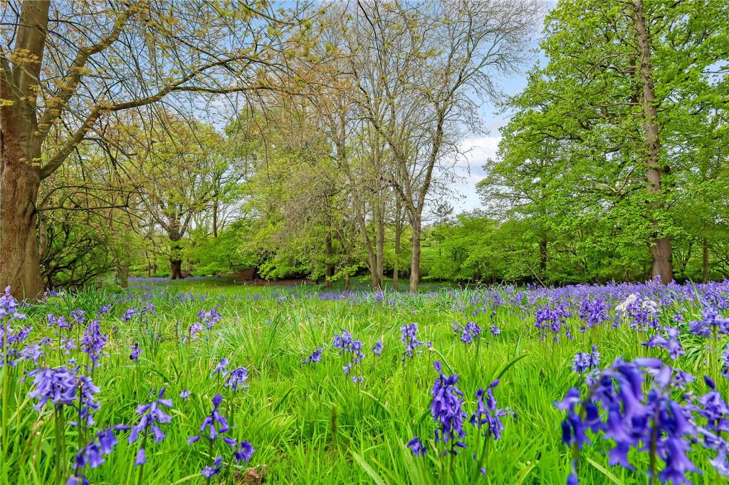 Bluebell Field