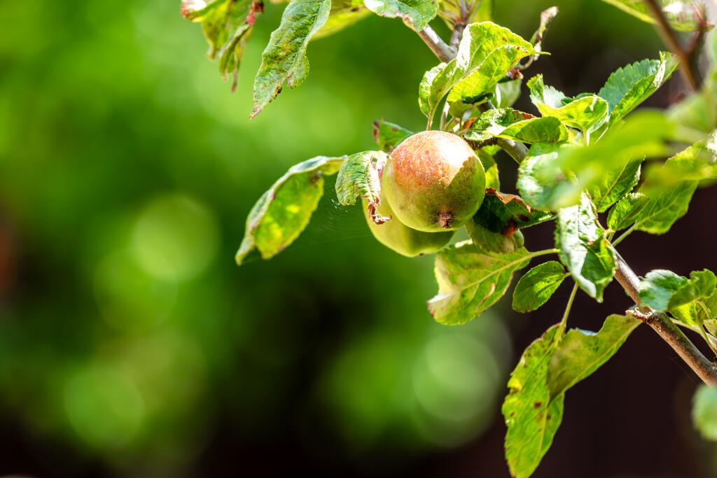 5F8A5661-Enhanced-NR