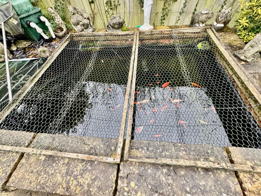 Featured Pond with Fish