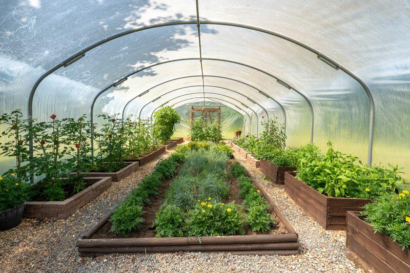 Pollytunnel (50' long)