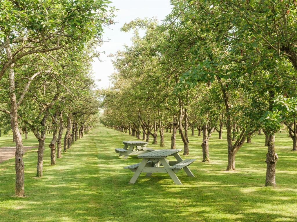 Orchard 1.jpg