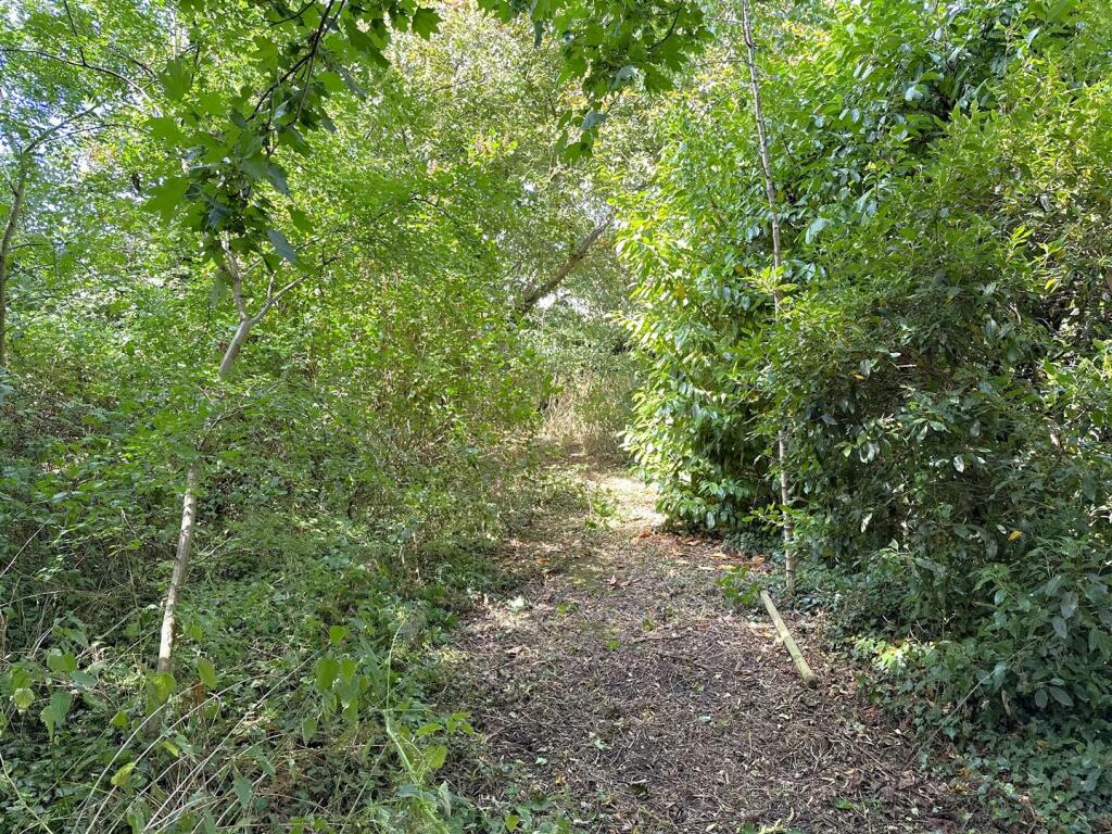Woodland Copse 543