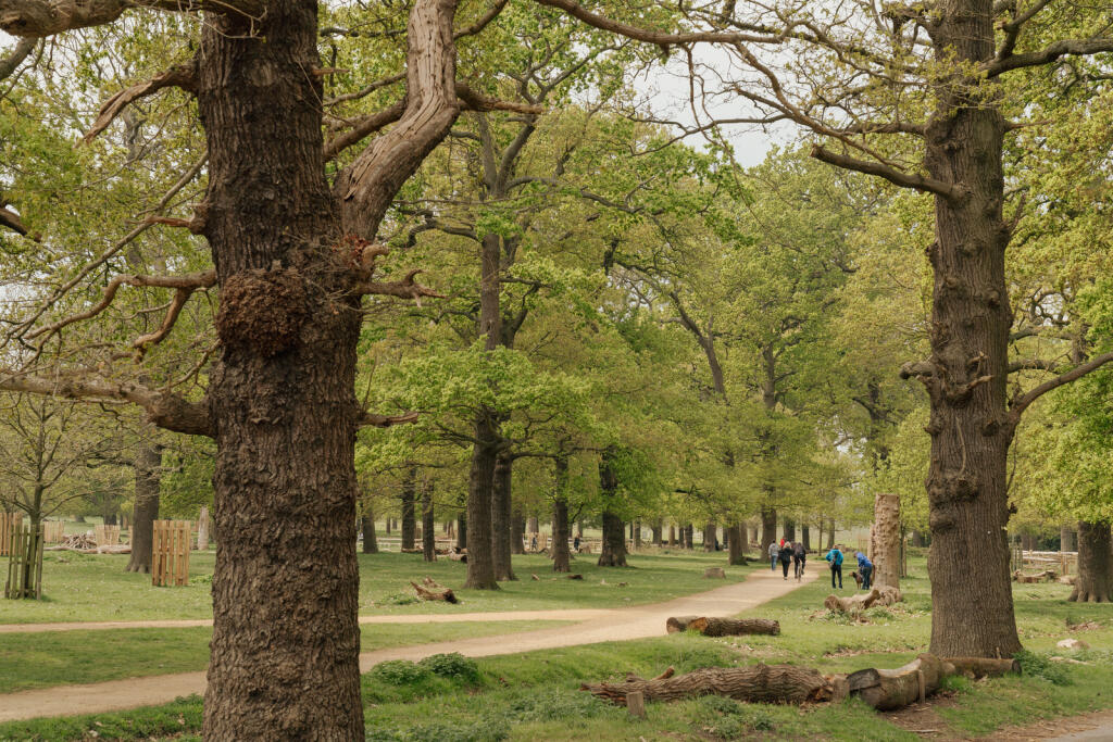 278633 - CHRISTCHURCH-ROAD-SW14-045.jpg