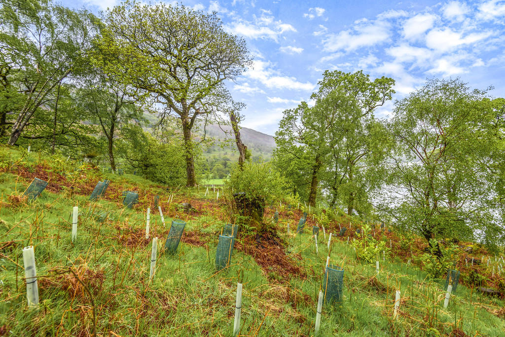 Woodland Garden