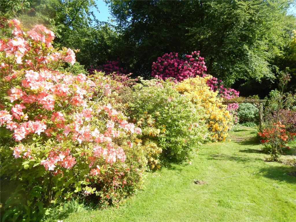 Azaleas