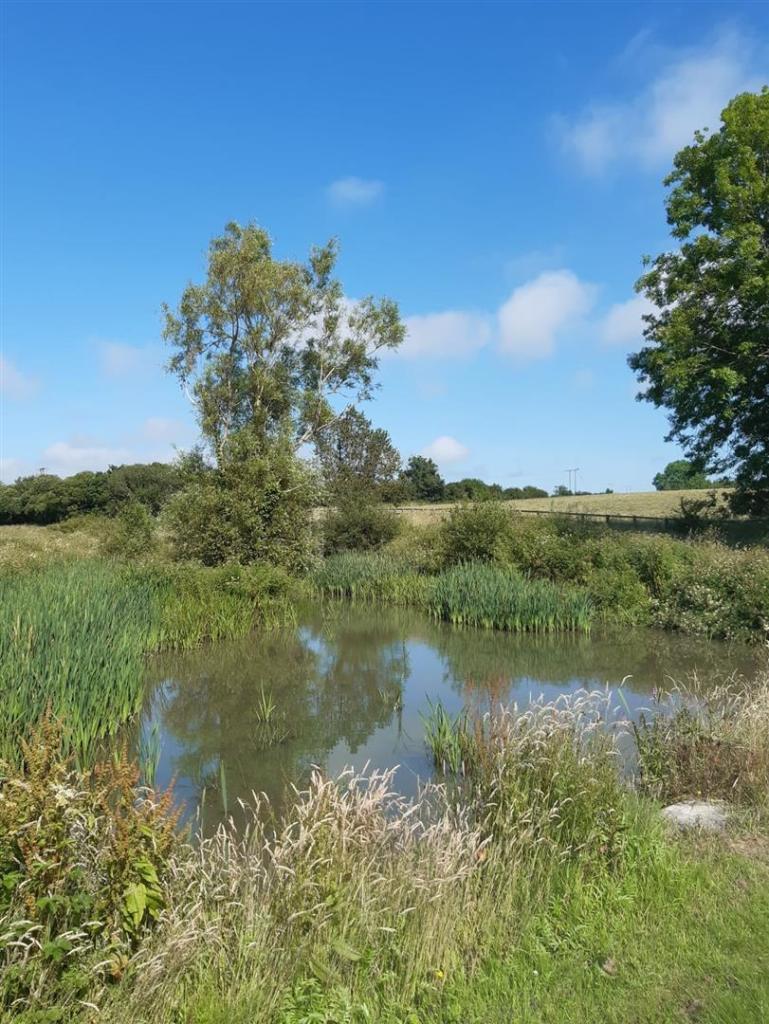 Pond