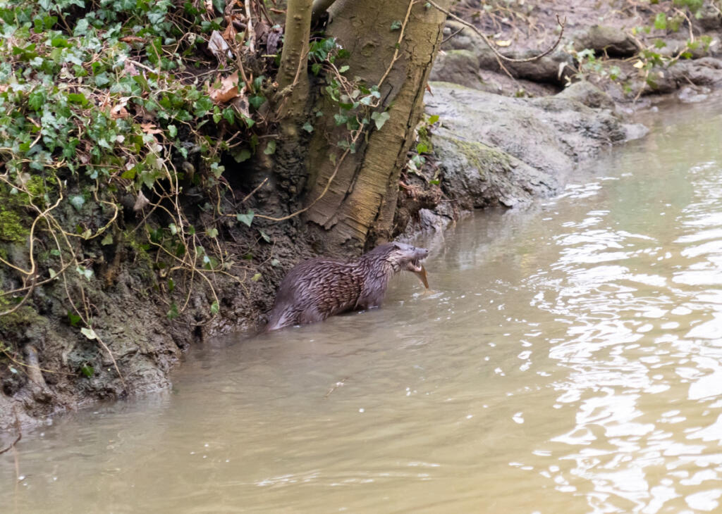 Otter