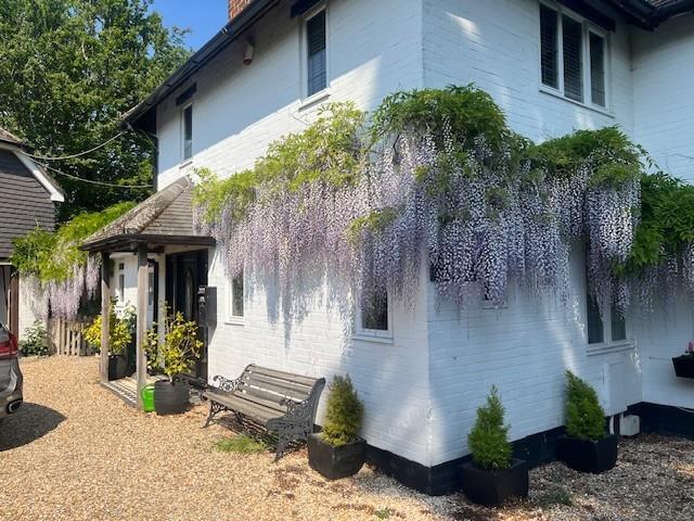Summer Wisteria
