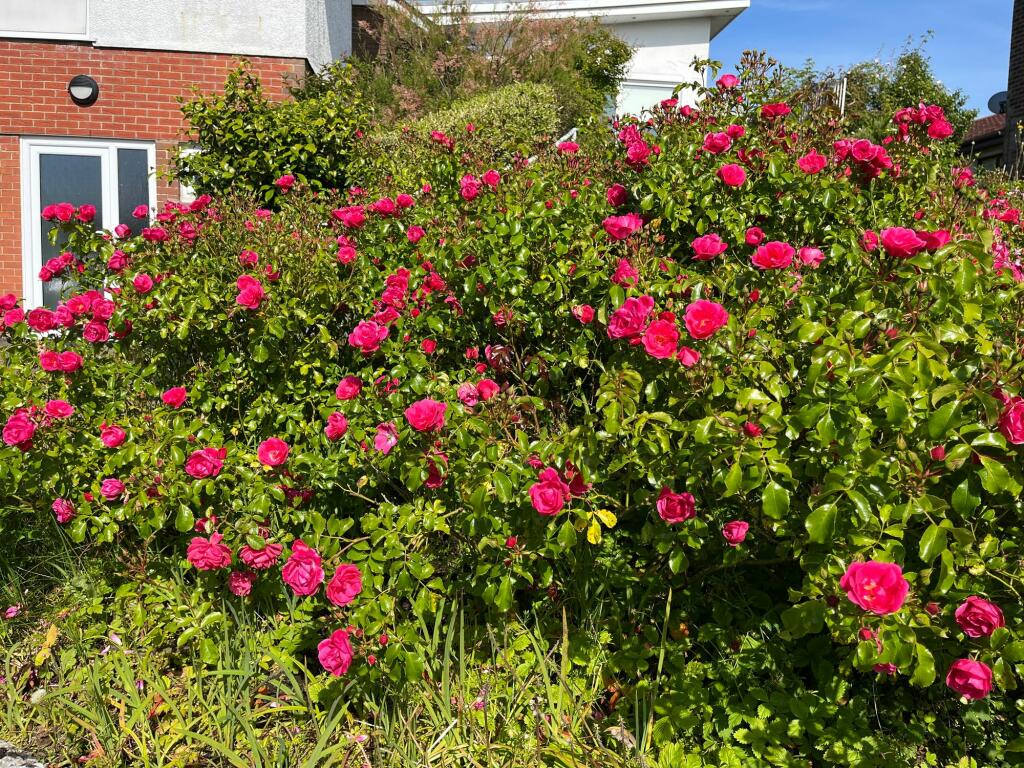 Flowers in bloom