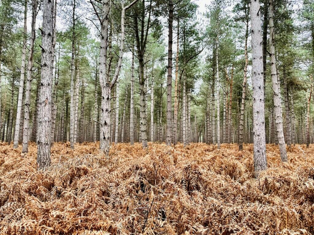 TUNSTALL FOREST 
