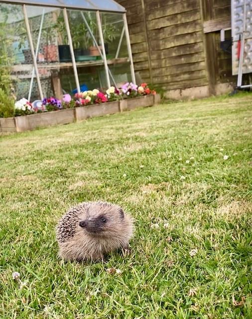 Hedgehog pic.jpg