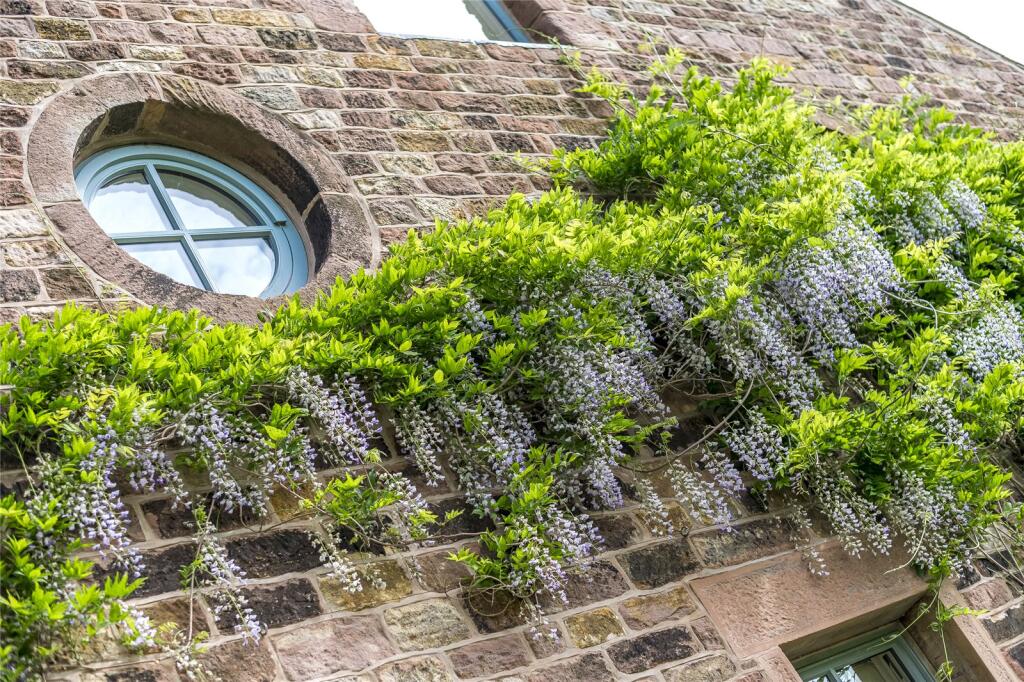Wisteria