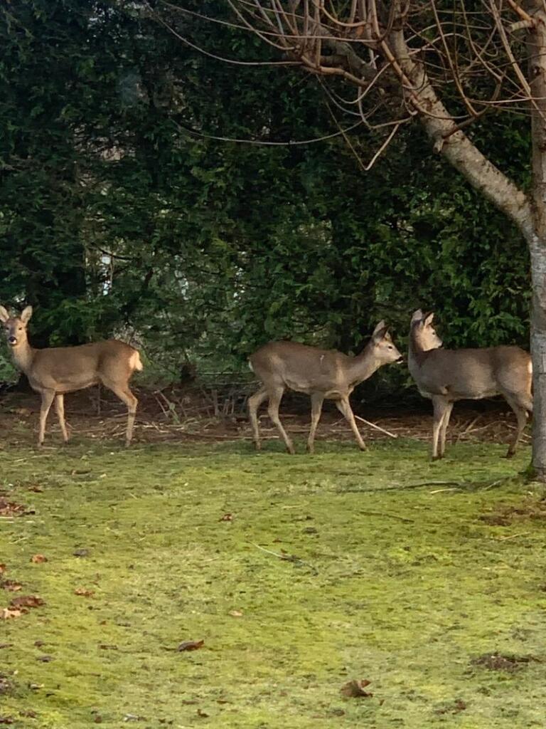 Deer in the garden