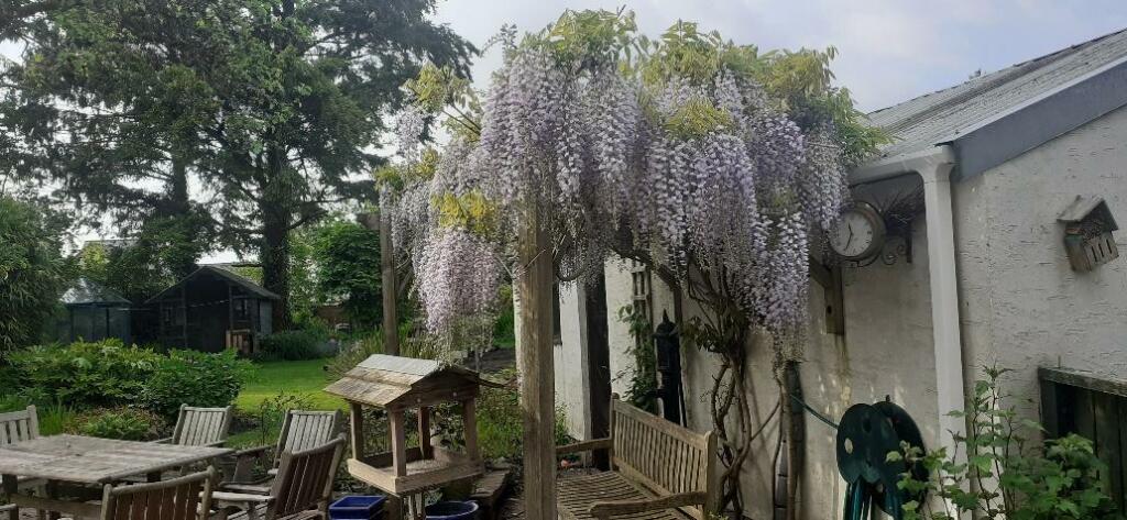 2024 Wysteria at its best..jpeg