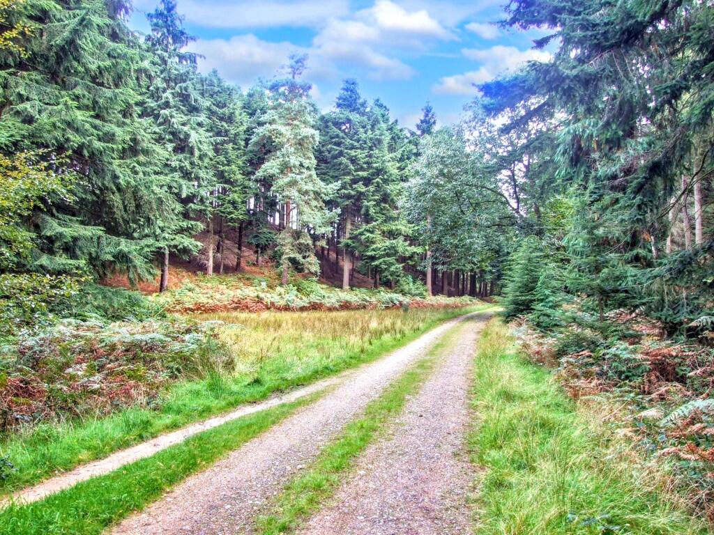 Forest Walks