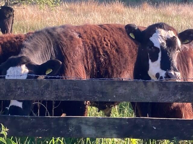 Friendly neighbours!