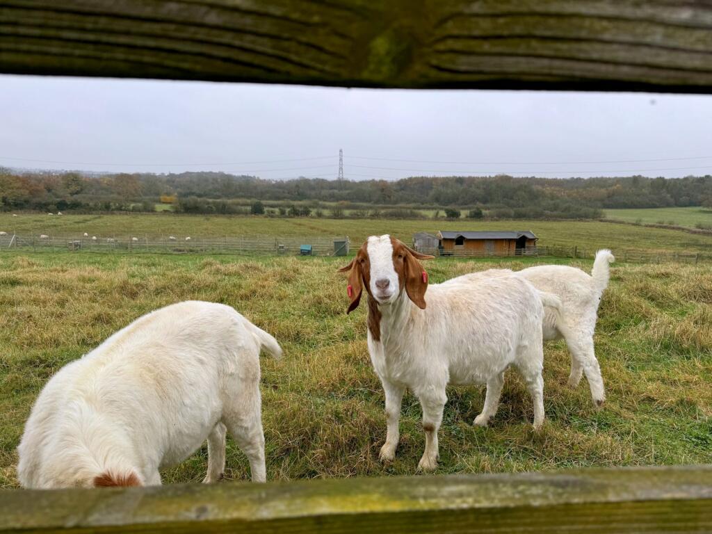 Friendly Neighbours
