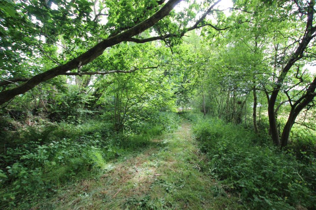wooded area.JPG
