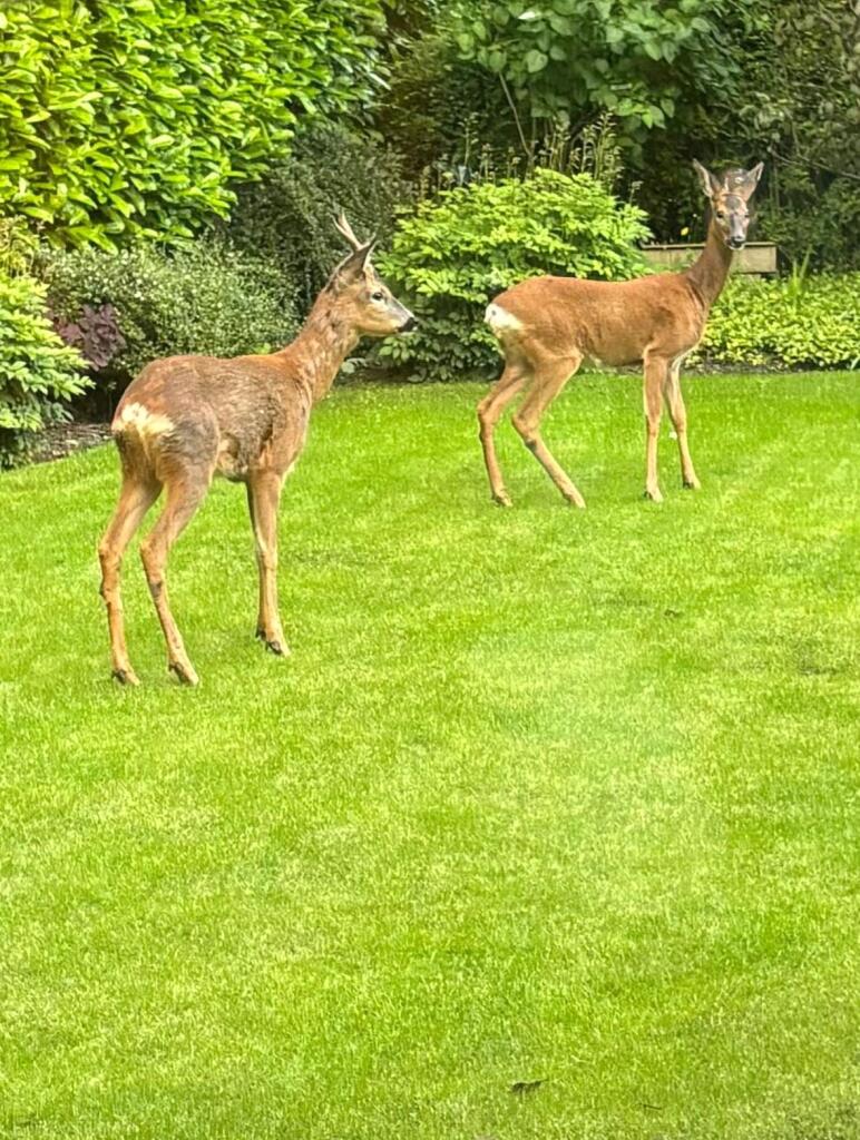 Deer In Front Garden