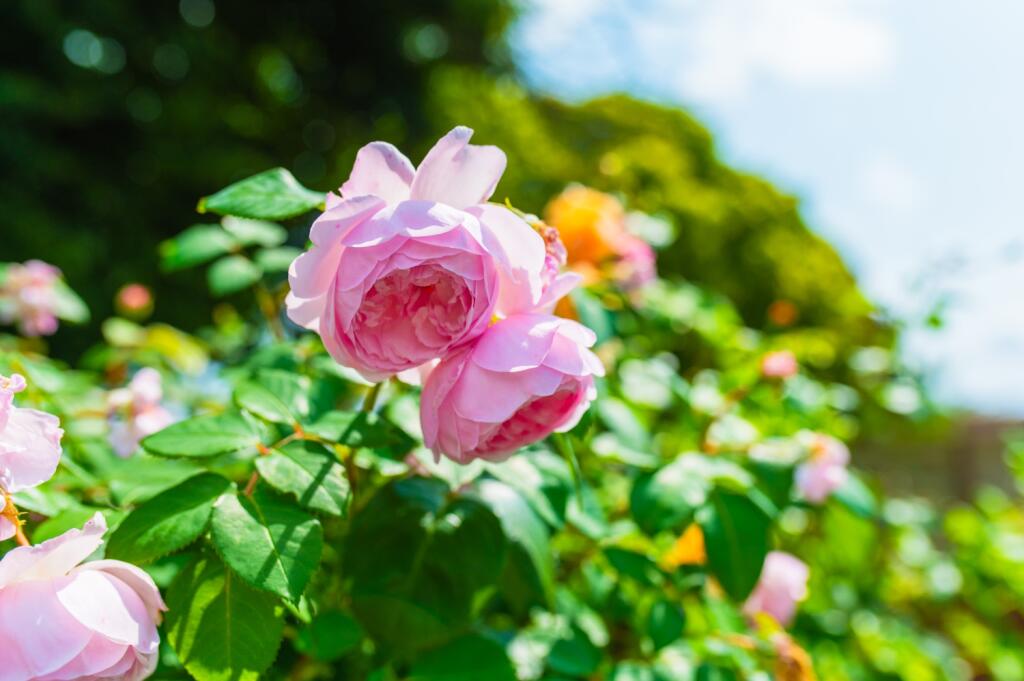 Award-winning Media team on EVERY Listing_20