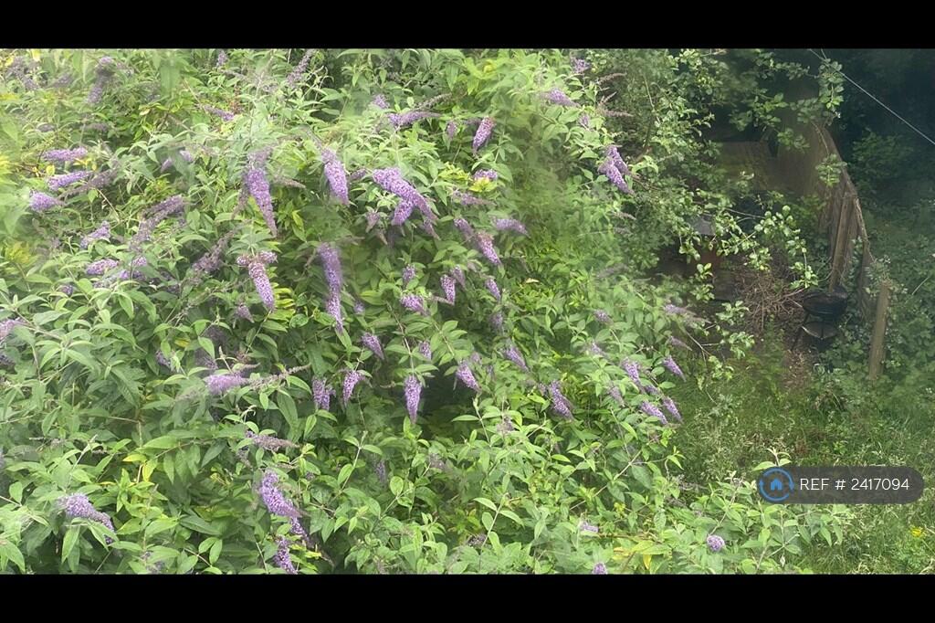 Butterfly Bush In Garden Seen From Kitchen 