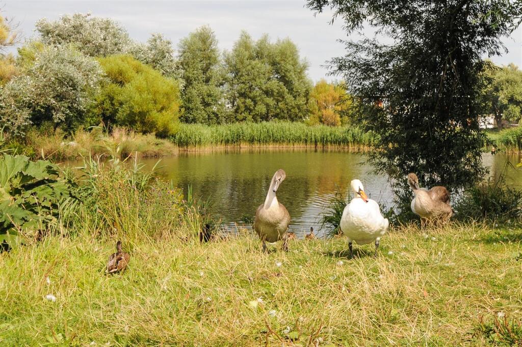 Pond