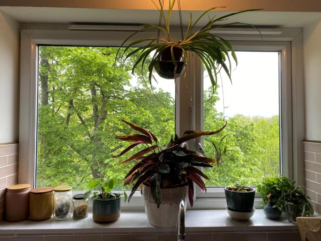 View From Kitchen