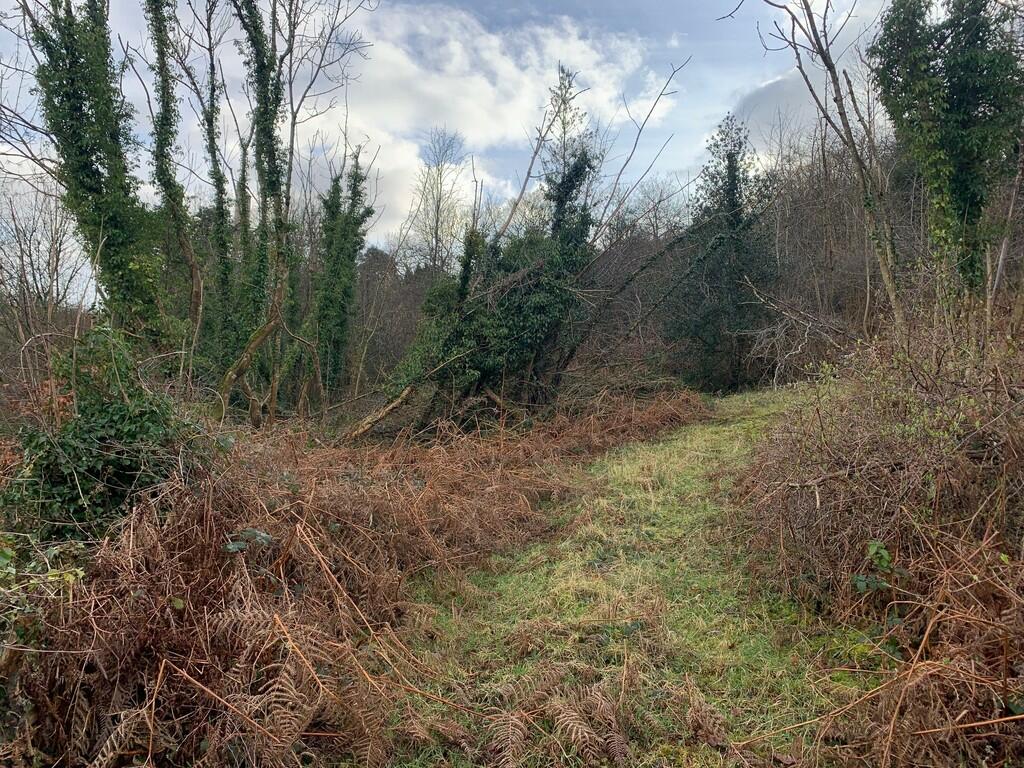 Woodland