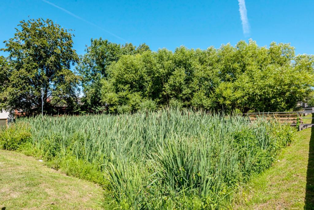 Communal Green