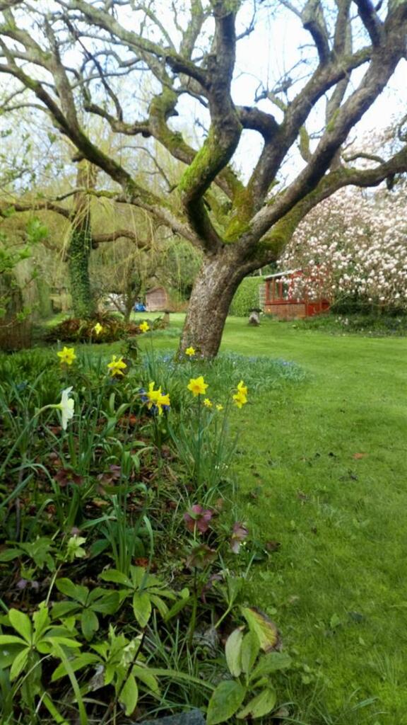 Spring bulbs