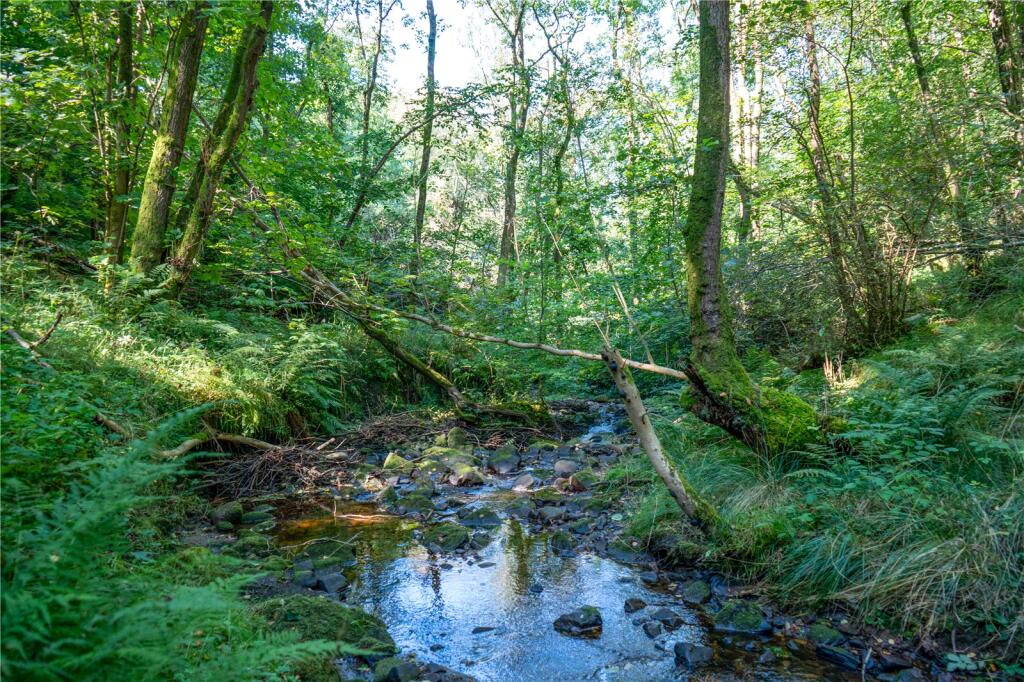 Tarn Brook