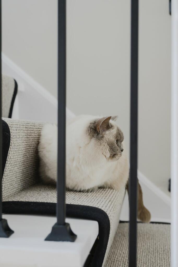Cat Not Included