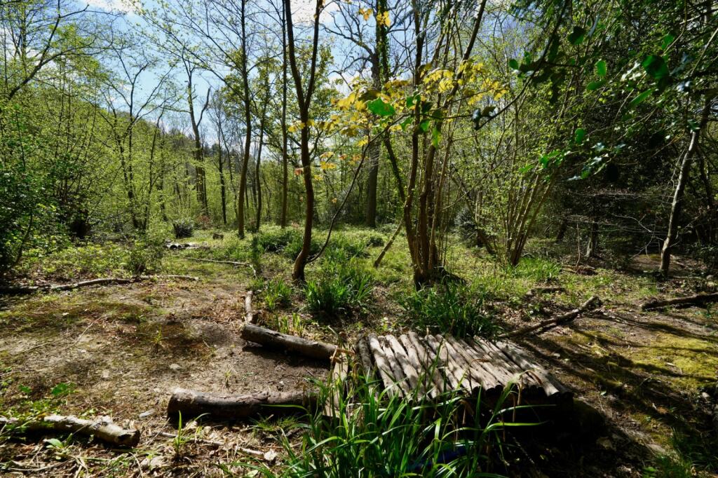 Woodland Walk