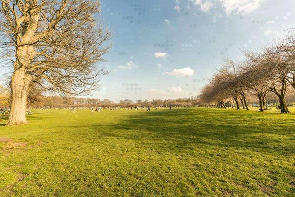 Meadows