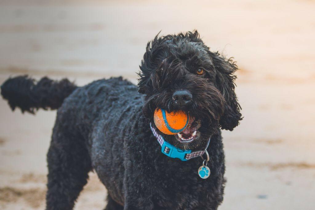 Great For Dogs