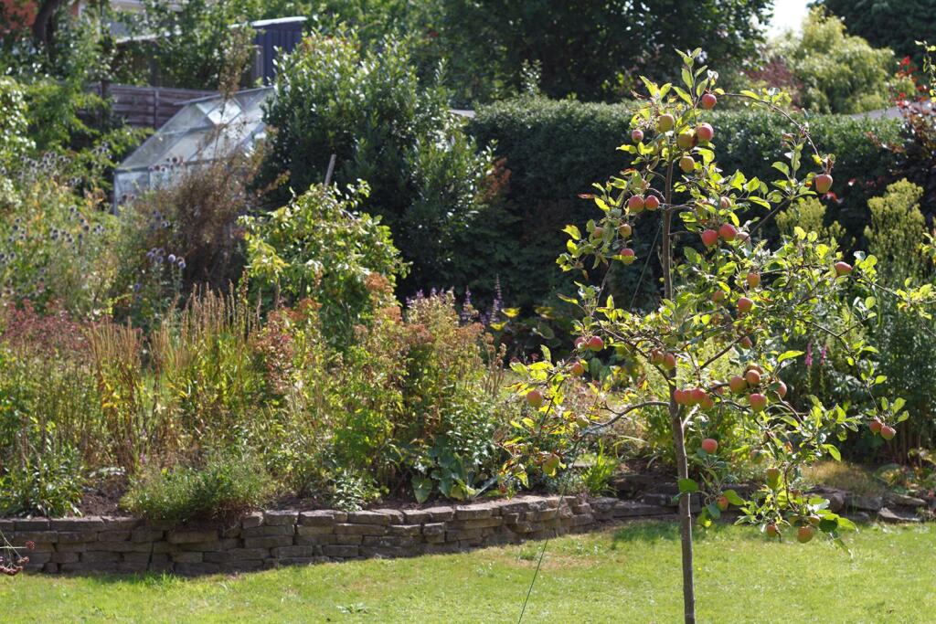 Apple Tree