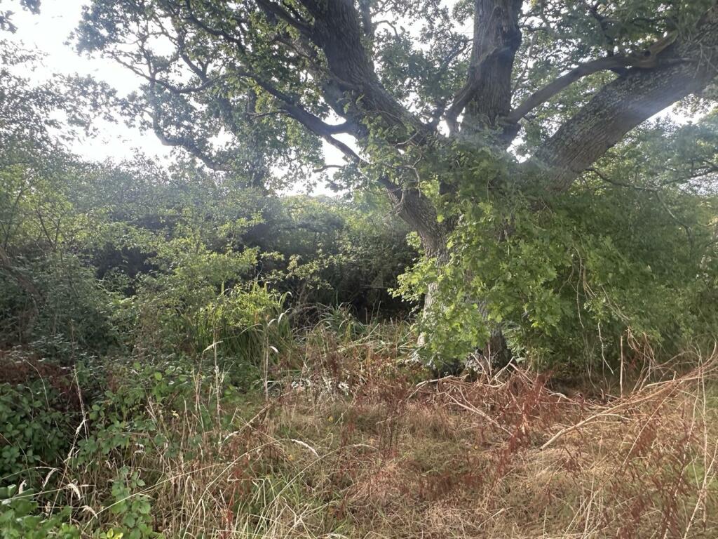 IMG_0300.jpeg