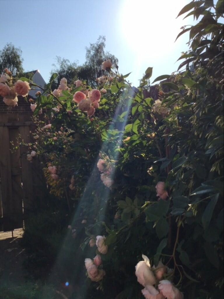 Garden roses