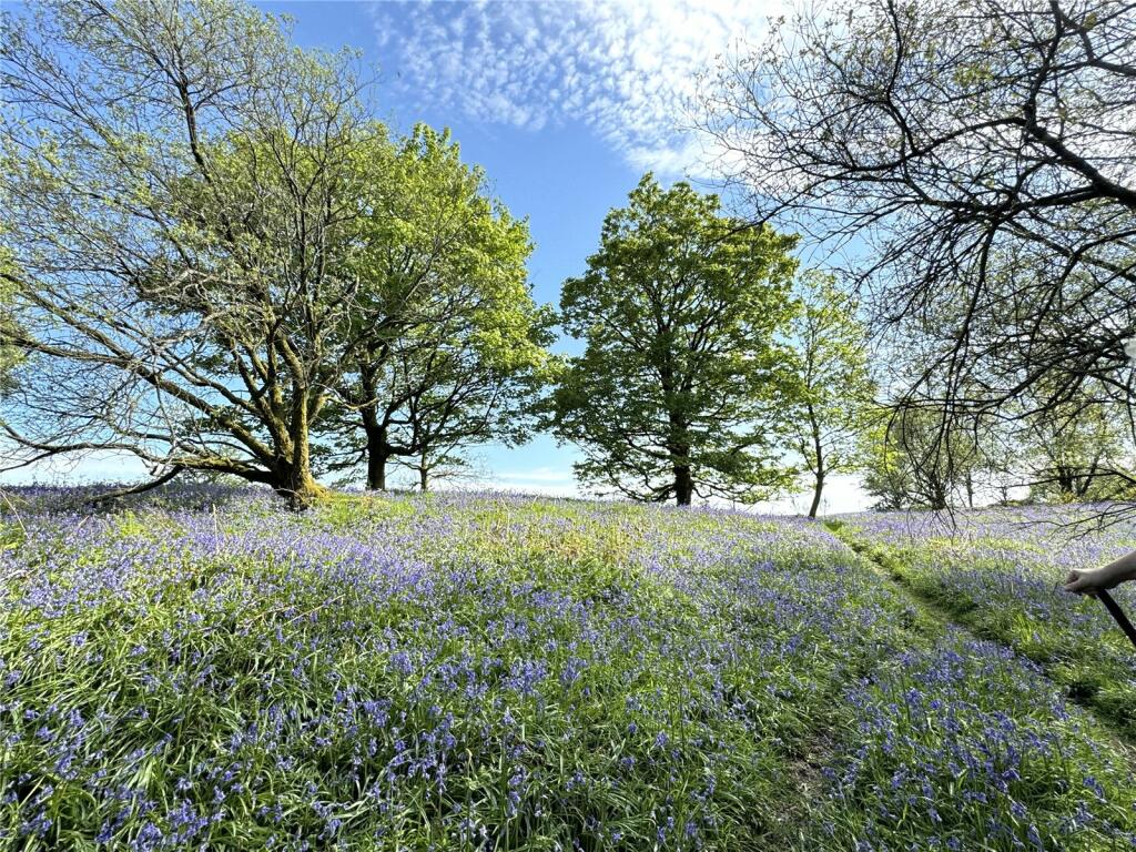 Woodland