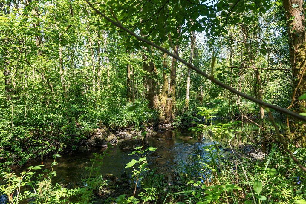 Stream and woodla...