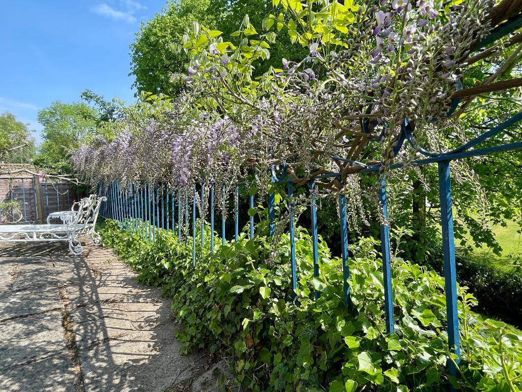 Wisteria on patio