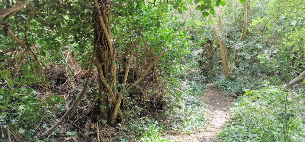 WOODED AREA