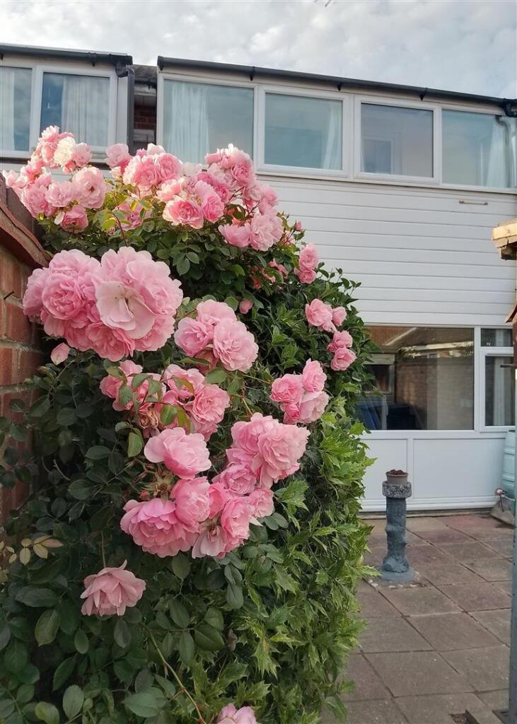 Roses and house IMG_20250621_194914_HDR.jpg