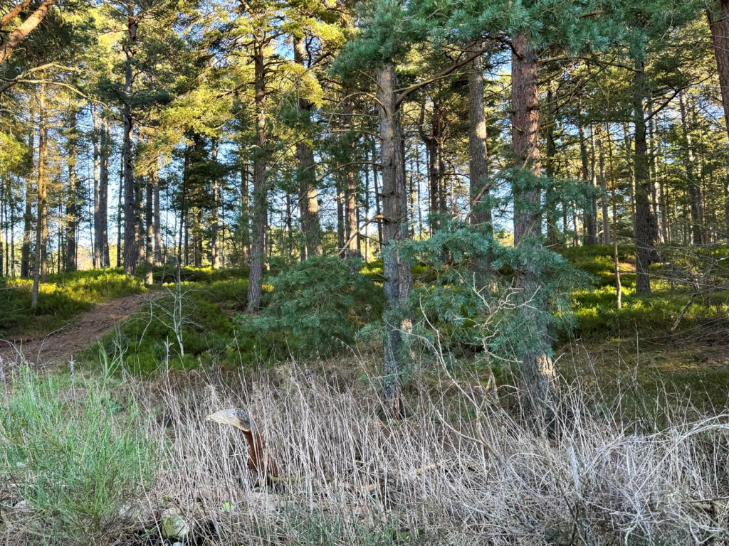 Forest Trail Lodge-43.png