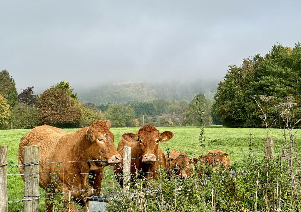 cows