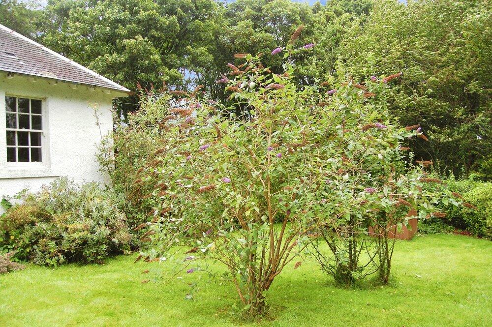Garden 2