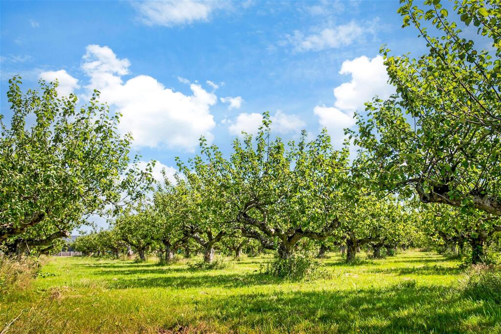 Sittingbourne Orchard