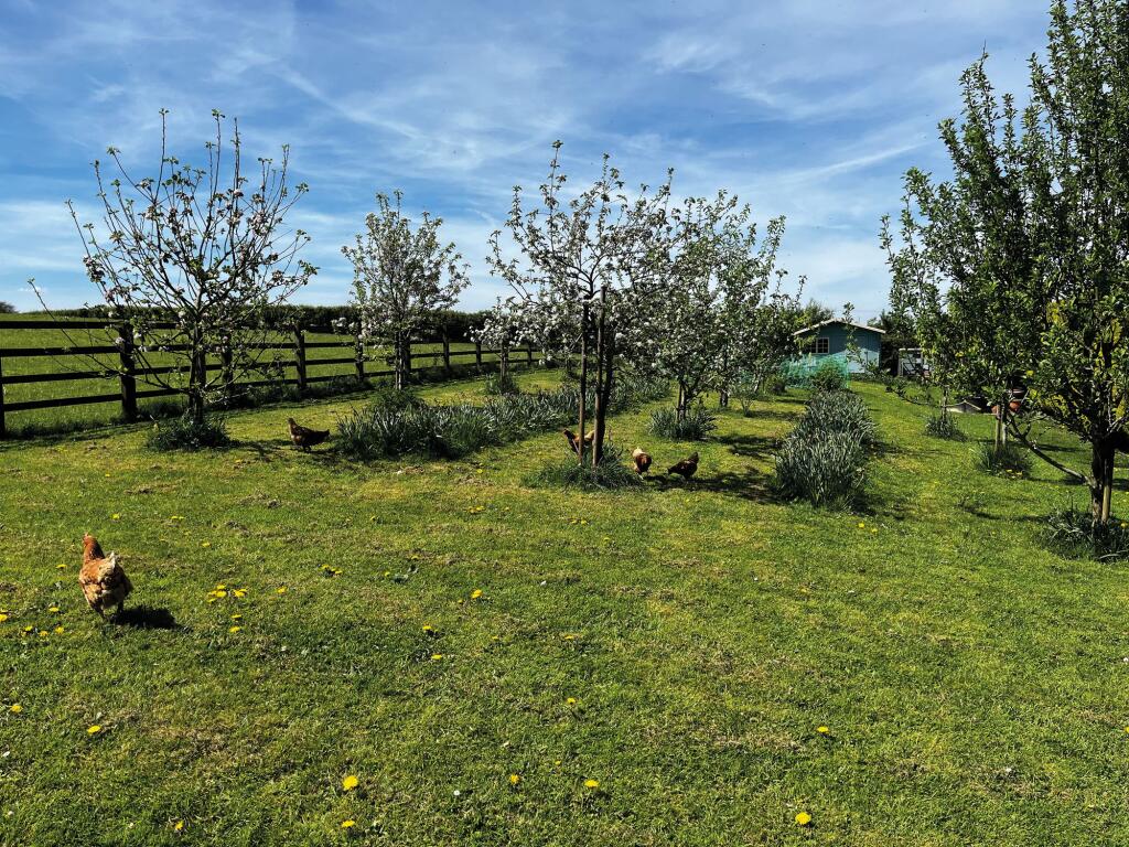 THE ORCHARD