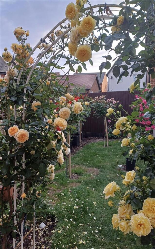 Vendors Earlier Photos Of Garden